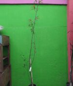 Ciruelo. Env 15lts - Imagen 2