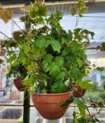 Cissus. Bols N°18 - Imagen 3