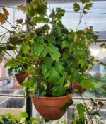 Cissus. Bols N°18 - Imagen 2