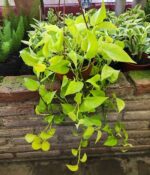 Cordatum Lemon Bols 18 - Imagen 2