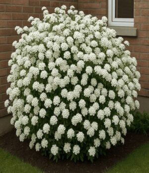 Corona de novia Env. 3Lts