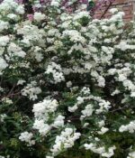 Corona de novia Env. 3Lts - Imagen 3