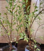 Corona de novia Env. 3Lts - Imagen 2