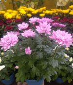 Crisantemo Maceta N° 15 - Imagen 4