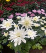 Crisantemo Maceta N° 15 - Imagen 3