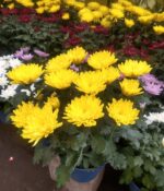 Crisantemo Maceta N° 15