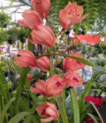 Orquidea Cymbidium - Imagen 2