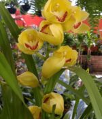 Orquidea Cymbidium - Imagen 4
