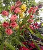 Orquidea Cymbidium - Imagen 3