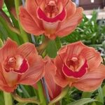 Orquidea Cymbidium