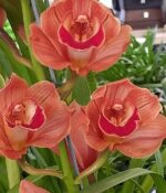 Orquidea Cymbidium