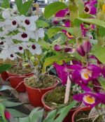 Dendrobium - Imagen 3
