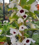 Dendrobium - Imagen 2