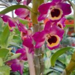 Dendrobium