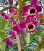 Dendrobium
