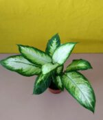 Dieffenbachia Mariana (Mac N°15) - Imagen 3
