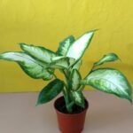 Dieffenbachia Mariana. Mac N°13