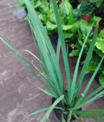 Dietes. Env 3lts - Imagen 3