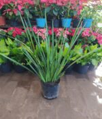 Dietes. Env 3lts - Imagen 2