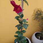 Diplademia. Env 3lts