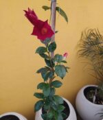 Diplademia. Env 3lts