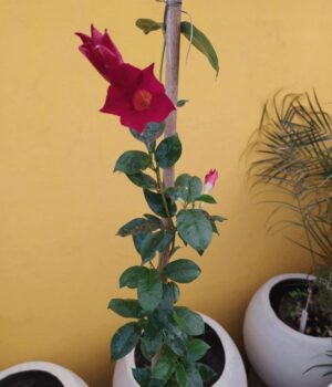 Diplademia. Env 3lts