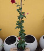 Diplademia. Env 3lts - Imagen 2