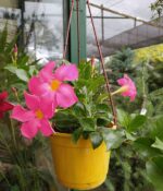 Diplademia. Mac N°15 - Imagen 3