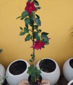 Diplademia. Mac N°15 - Imagen 2