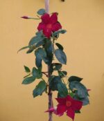 Diplademia. Mac N°15 - Imagen 4