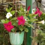 Diplademia. Mac N°15