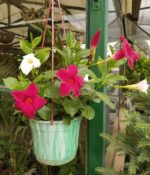 Diplademia. Mac N°15