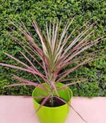 Dracena Tricolor + Maceta Premium