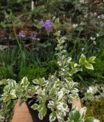 Duranta Aurea - Imagen 2