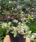 Duranta Aurea