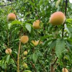 Durazno June Gold. Env 15lts