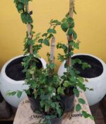 Enamorada del muro Grande - Imagen 2