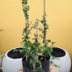 Enamorada del muro Grande