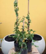 Enamorada del muro Grande