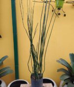 Equisetum. Env 3lts - Imagen 2