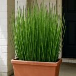 Equisetum. Env 3lts