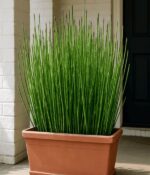 Equisetum. Env 3lts