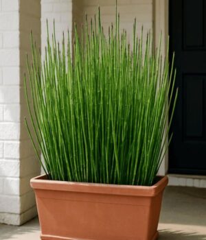 Equisetum. Env 3lts