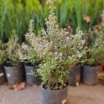 Erica Carnea. Env 3lts