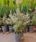 Erica Carnea. Env 3lts