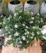 Erica. Env 3lts - Imagen 2