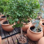 Eugenia Topiario. Env. 10lts