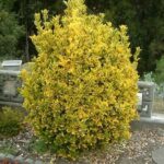 Evonymus Pulchellus. Env 4lts