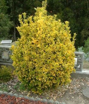 Evonymus Pulchellus. Env 4lts