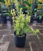 Evonymus Pulchellus. Env 4lts - Imagen 2